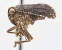 Dyctidea nigrata