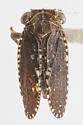 Dyctidea nigrata - photo 2