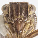 Dyctidea nigrata - photo 3