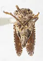 Dyctidea nigrata - photo 4