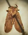 Dyctidea valida - Dyctidea valida