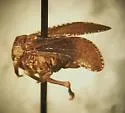 Dyctidea valida - photo 2
