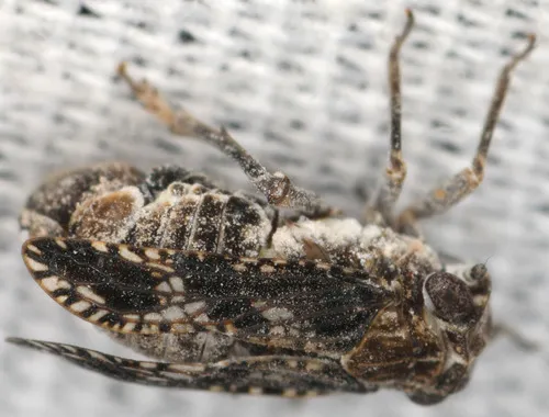 Dyctidea variegata