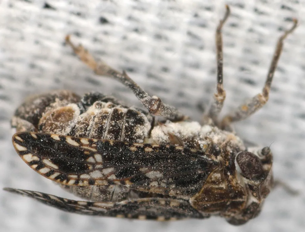 Dyctidea variegata - photo 2