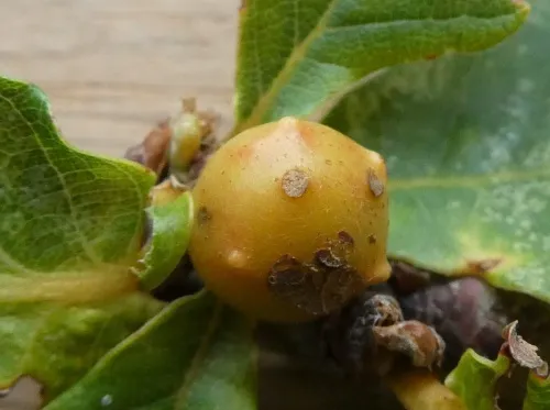 Dyer's Gall