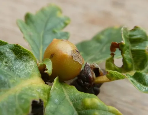 Dyer's Gall - photo 2