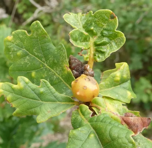 Dyer's Gall - photo 3