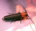 Dylobolus rotundicollis - photo 3