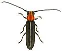Dylobolus rotundicollis - photo 4
