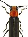 Dylobolus rotundicollis - photo 5