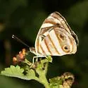 Four-spotted Sailor - Hodges#4534.1 - photo 2