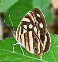 Four-spotted Sailor - Hodges#4534.1 - photo 3