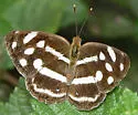 Four-spotted Sailor - Hodges#4534.1 - photo 4