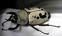 Grant's Hercules Beetle