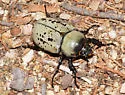 Grant's Hercules Beetle - photo 2