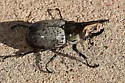 Grant's Hercules Beetle - photo 3