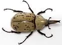 Grant's Hercules Beetle - photo 4