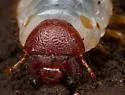 Grant's Hercules Beetle - photo 5