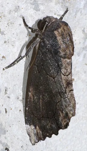 Dypterygia dolens - Hodges#9562