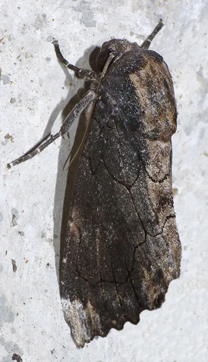 Dypterygia dolens - Hodges#9562 - photo 2