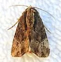 Dypterygia ligata - Hodges#9560.1