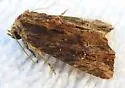 Dypterygia ligata - Hodges#9560.1 - photo 2