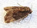 Dypterygia ligata - Hodges#9560.1 - photo 3