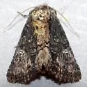 Dypterygia patina - Hodges#9561