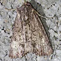 Dypterygia patina - Hodges#9561 - photo 3