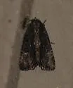 Dypterygia patina - Hodges#9561 - photo 5