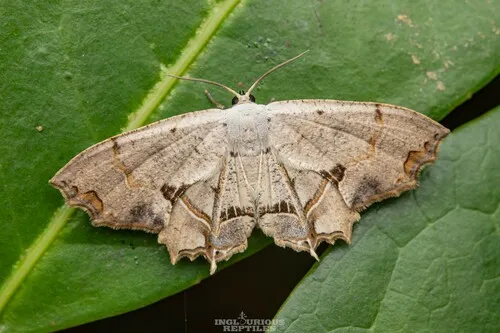 Dysaethria flavistriga