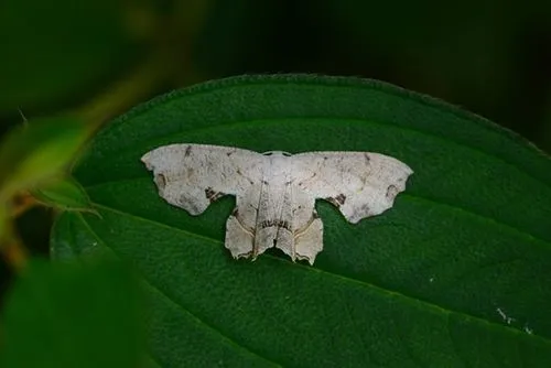 Dysaethria flavistriga - photo 5