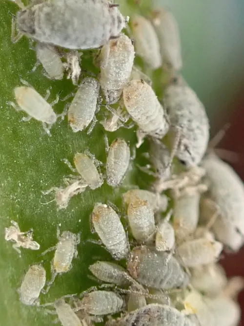 Dysaphis tulipae
