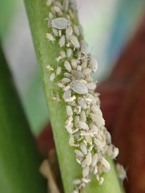 Dysaphis tulipae - photo 2