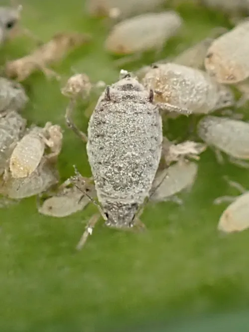 Dysaphis tulipae - photo 3