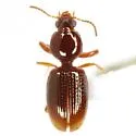 Dyschirius abbreviatus
