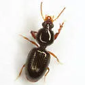 Dyschirius abbreviatus - photo 2