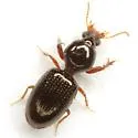 Dyschirius abbreviatus - photo 3