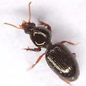 Dyschirius abbreviatus - photo 4