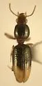 Dyschirius affinis - photo 2