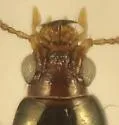 Dyschirius affinis - photo 3