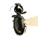 Dyschirius alticola