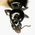 Dyschirius alticola - photo 2