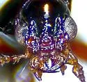 Dyschirius analis - photo 3