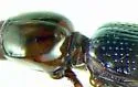 Dyschirius analis - photo 5