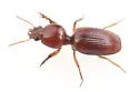 Dyschirius campicola