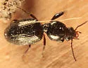 Dyschirius dejeanii - photo 2