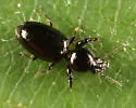 Dyschirius dejeanii - photo 4