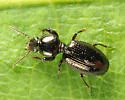 Dyschirius dejeanii - photo 5