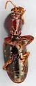 Dyschirius erythrocerus - photo 2